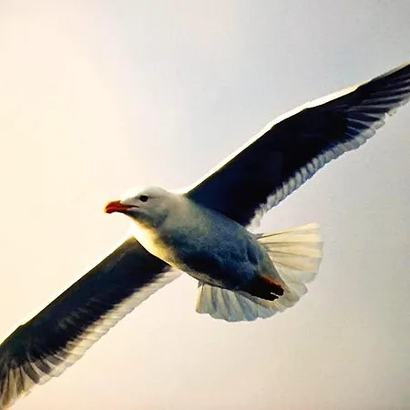 Ботель Motor Boat Paloma Rea Трогир