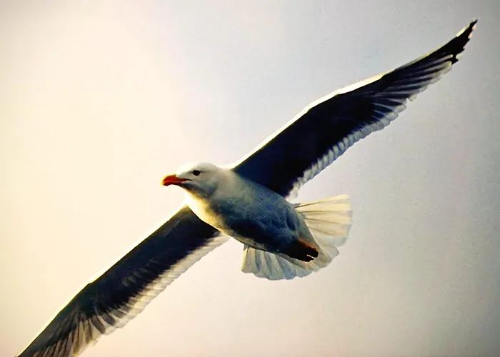 船屋 Motor Boat Paloma Rea 特罗吉尔