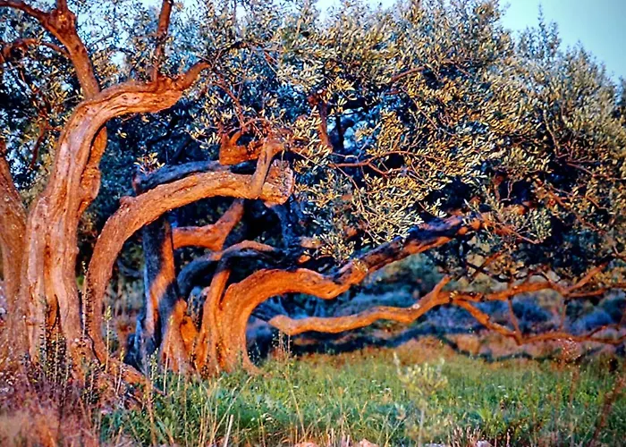 Motor Boat Paloma Rea 特罗吉尔