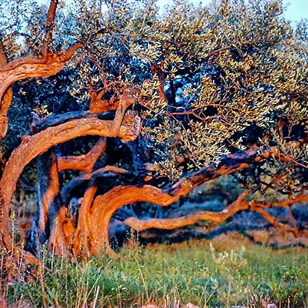 Motor Boat Paloma Rea Τρογκίρ